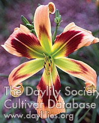 Daylily Wild and Wonderful