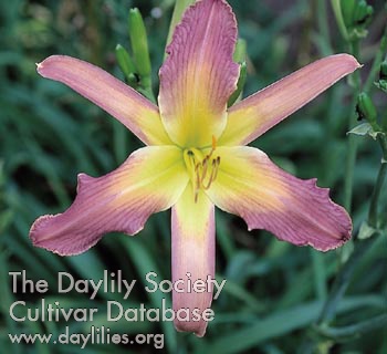 Daylily Wings on High