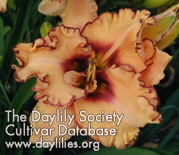 Daylily Woman at the Well