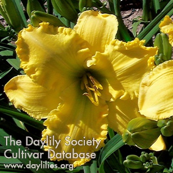 Daylily Yellow Spikes