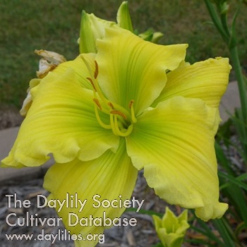 Daylily Yellow Frosting