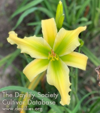 Daylily Yellow Stiletto