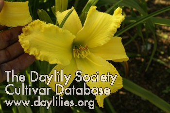Daylily Yellow Viper