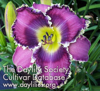 Daylily Yikes Spikes