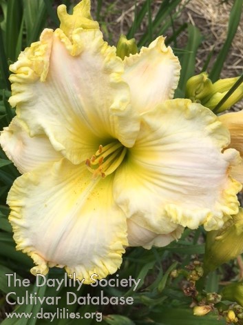 Daylily You Belong to Me