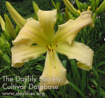 Daylily You Bet Your Boots