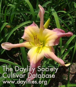 Daylily You Bet Your Sweet Bippy