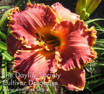 Daylily You'll Be Great
