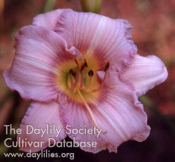 Daylily Your Choice