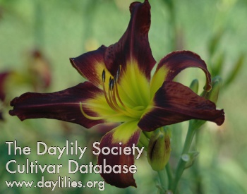 Daylily Your Guess