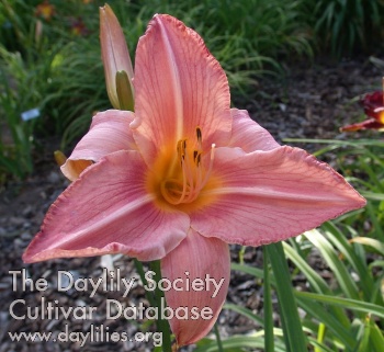 Daylily Your Song