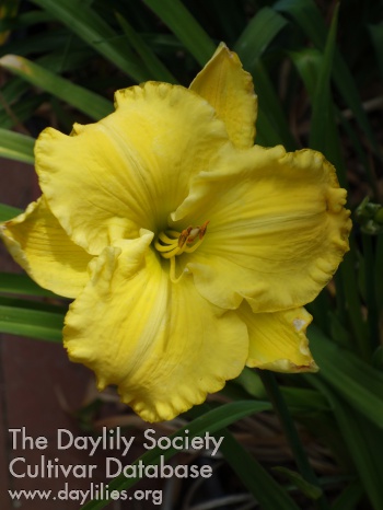 Daylily Yellow Success