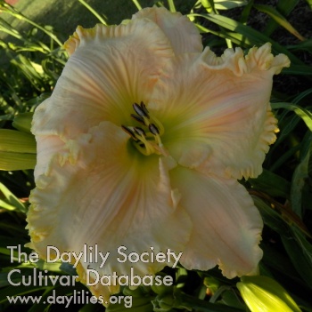 Daylily Yosemite Valley