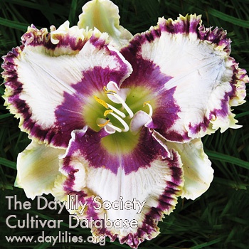 Daylily Your Place or Mine
