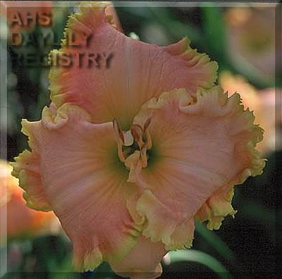 Daylily Zephyr's Song