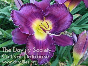 Daylily Zeus' Heaven and Earth