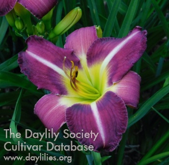 Daylily Zoot Suit Riot